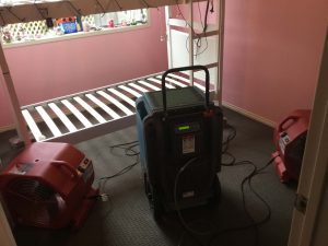 carpet water damage bayswater